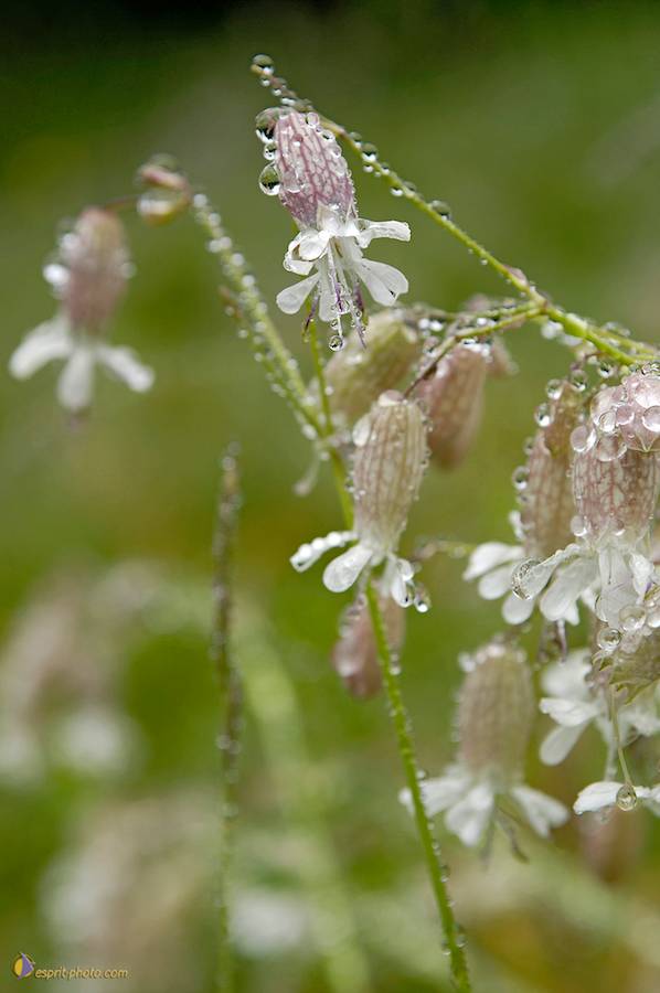 Nom de l'image : D2026865-1_(c)Norbert-JUNG — Description :